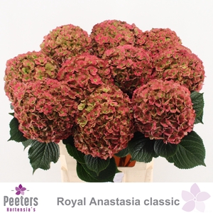 HYDR M ROY ANASTA CL