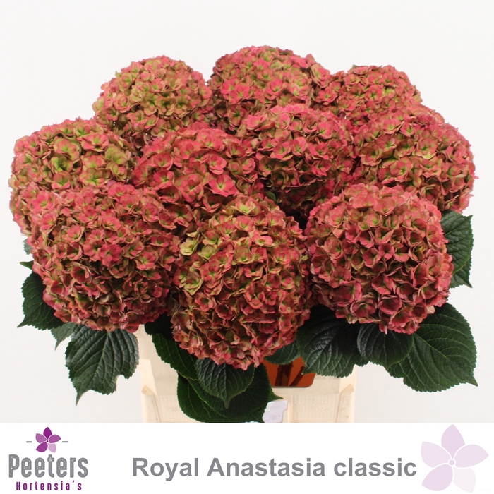 <h4>HYDR M ROY ANASTA CL</h4>