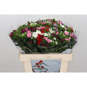 Dianthus Ba Aldo Mix Rainbow