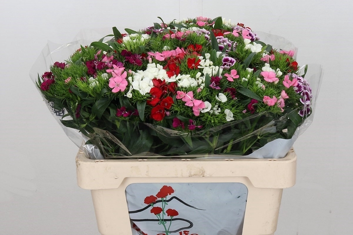 Dianthus Ba Aldo Mix Rainbow
