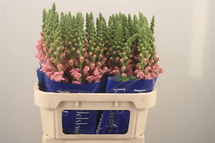 <h4>Antirrhinum Nl. Pink Opus</h4>