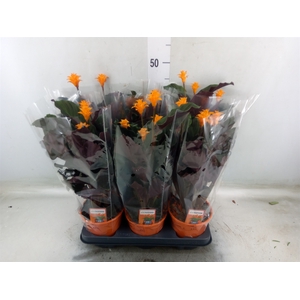 Calathea crocata 'Tassmania'