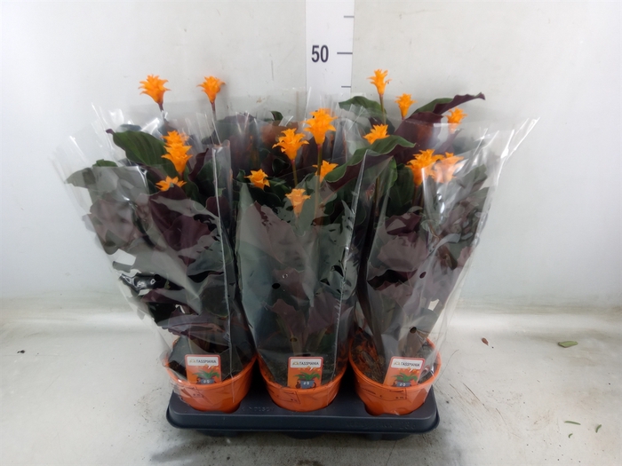 <h4>Calathea crocata 'Tassmania'</h4>