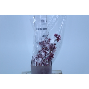 ONCIDIUM SHARRY BABY