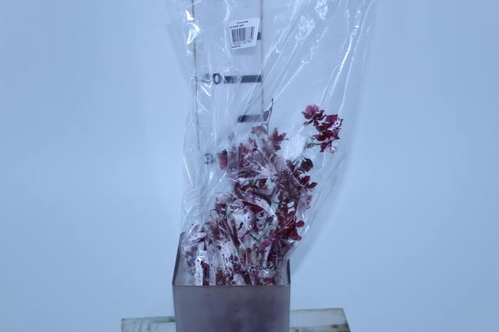 ONCIDIUM SHARRY BABY