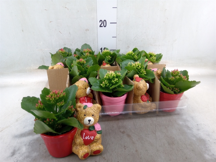 <h4>Kalanchoe   ...mini</h4>