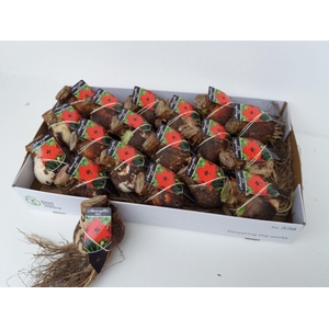 Bloembol Hippeastrum