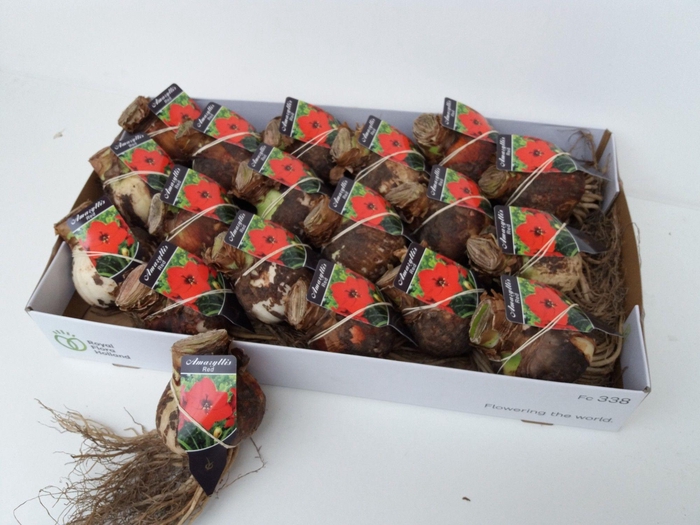 <h4>BLOEMBOL HIPPEASTRUM</h4>