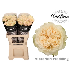 R GR VICTOR WEDDING+ x 20