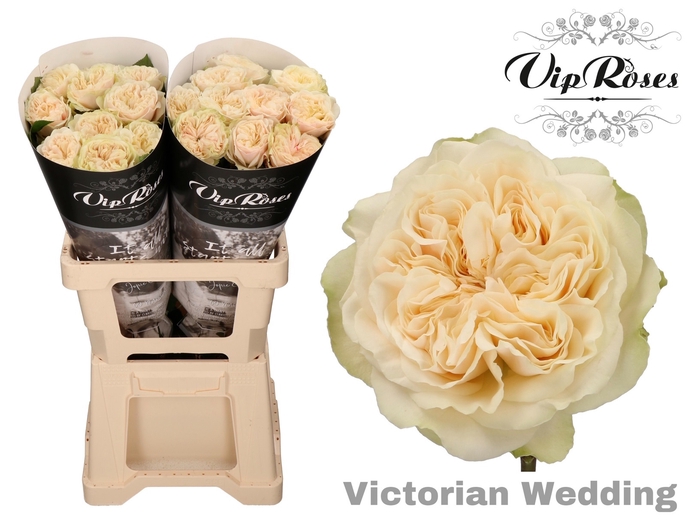 R GR VICTOR WEDDING+ x 20
