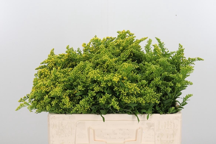 <h4>Soli Carzan Glory</h4>