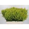 Solidago Tara Gold Buiten