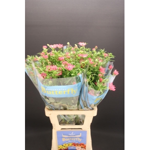 Ran Butterfly Isis 70cm