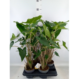 Alocasia zebrina 'Siberian Tiger'