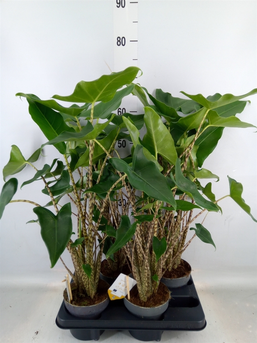 <h4>Alocasia zebrina 'Siberian Tiger'</h4>