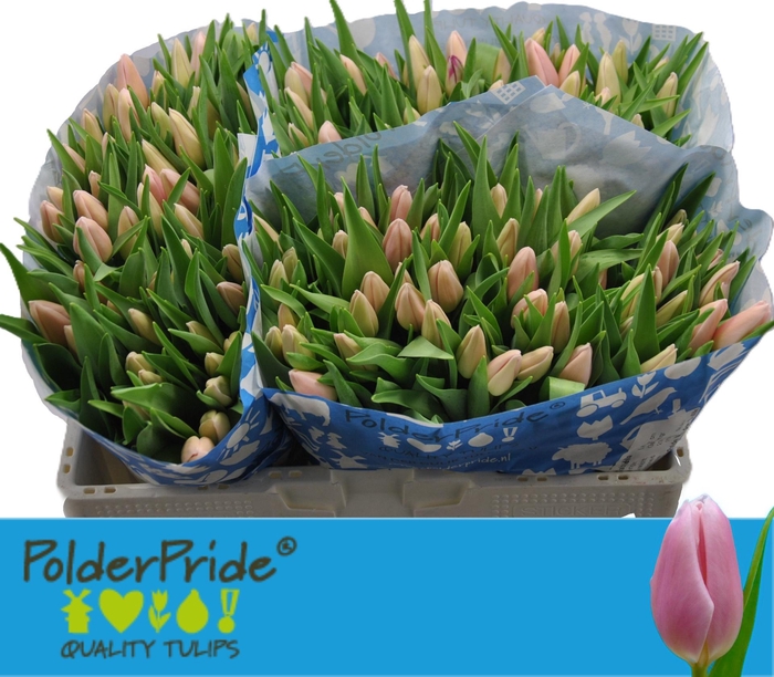 <h4>TU EN GABRIELLA</h4>