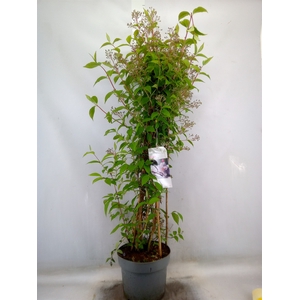 Deutzia hybrida 'Mont Rose'