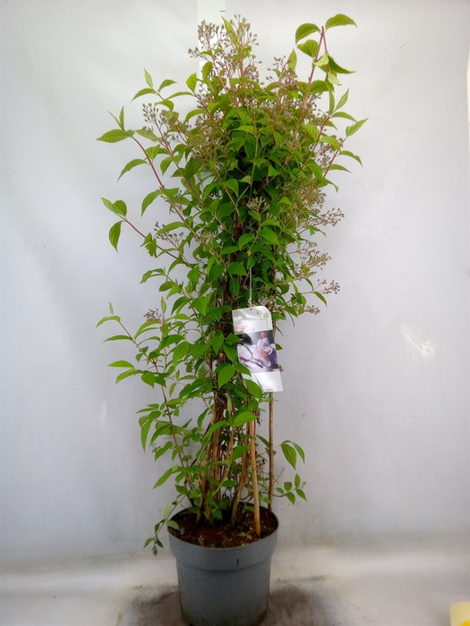 <h4>Deutzia hybrida 'Mont Rose'</h4>
