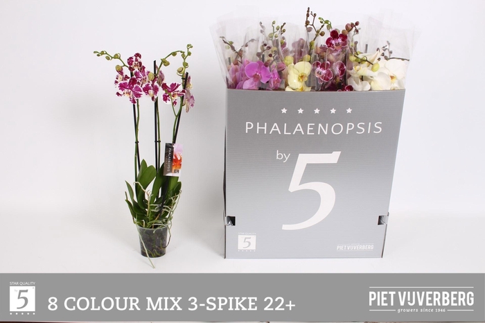 <h4>PHAL GEM 8 KL</h4>