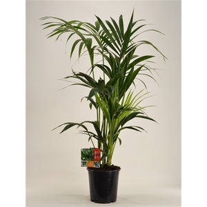 KENTIA - P21 H120 - 6PP (Howea forsteriana)