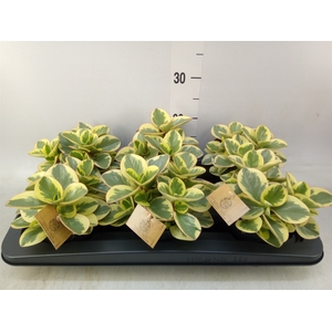 Peperomia obt. 'Obtipan Bicolor'