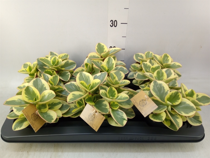 <h4>Peperomia obt. 'Obtipan Bicolor'</h4>