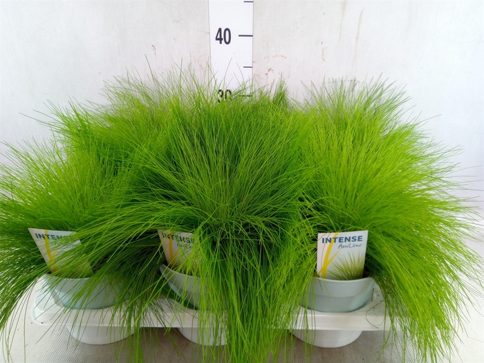 <h4>Deschampsia flexuosa 'Amilime'</h4>