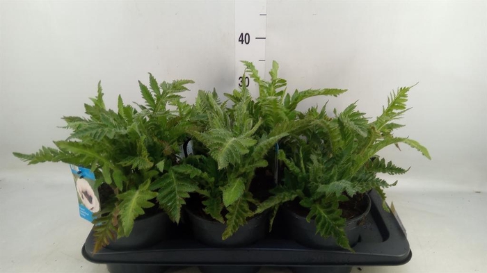 <h4>Papaver orientale</h4>