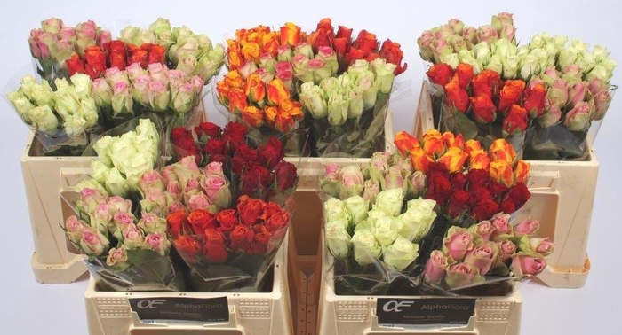 <h4>R KL GEM IN FUST</h4>