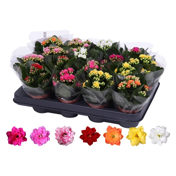 <h4>Kalanchoe Rosalina 07cm mix, Blanco hoes</h4>