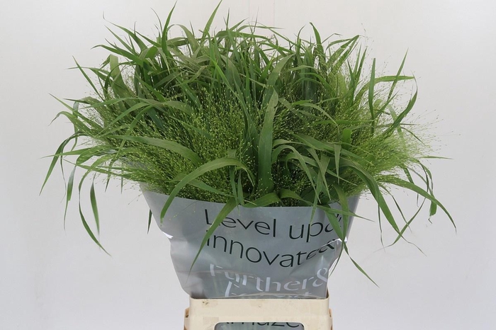 <h4>PANIC VI FONTAINE</h4>