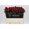 Paeonia Avis Varner
