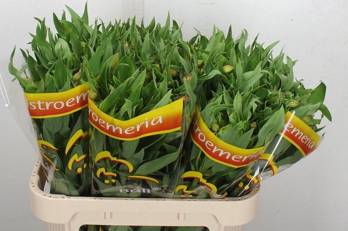 <h4>Alstroemeria  'Bali'</h4>