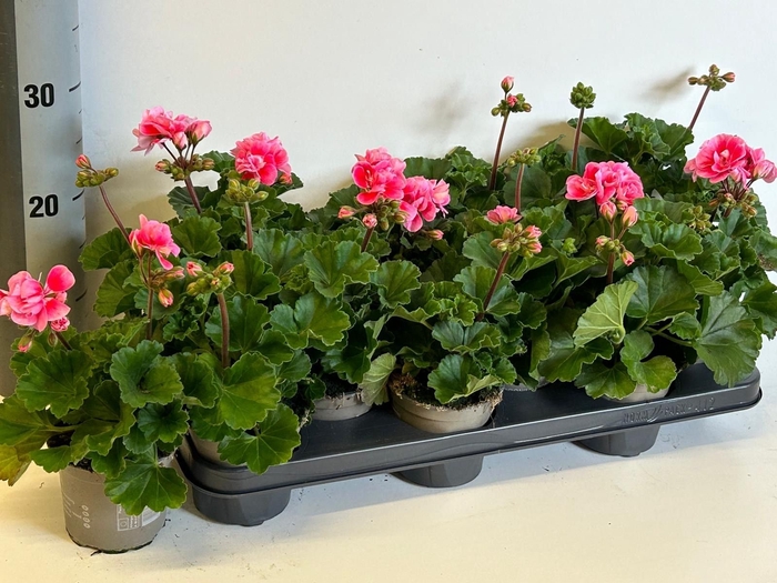 <h4>PEL ZON SMO EYE ROSE</h4>