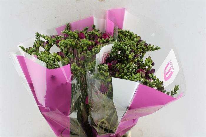 <h4>Fr Du Purple Rain</h4>