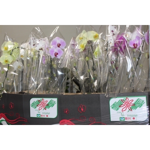 PHALAENOPSIS CASCATA P15 MIN 11 FLS