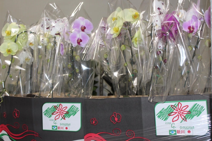 <h4>PHALAENOPSIS CASCATA P15 MIN 11 FLS</h4>