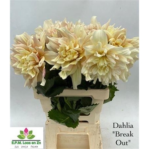 Dahl Break Out