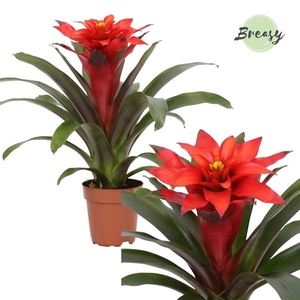 Guzmania Fiero Red