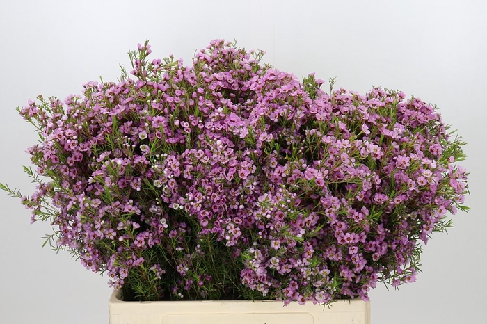 <h4>Chamelaucium Kerryn</h4>