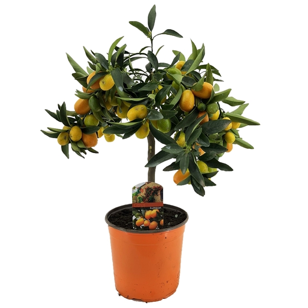 <h4>Citrus kumquat</h4>