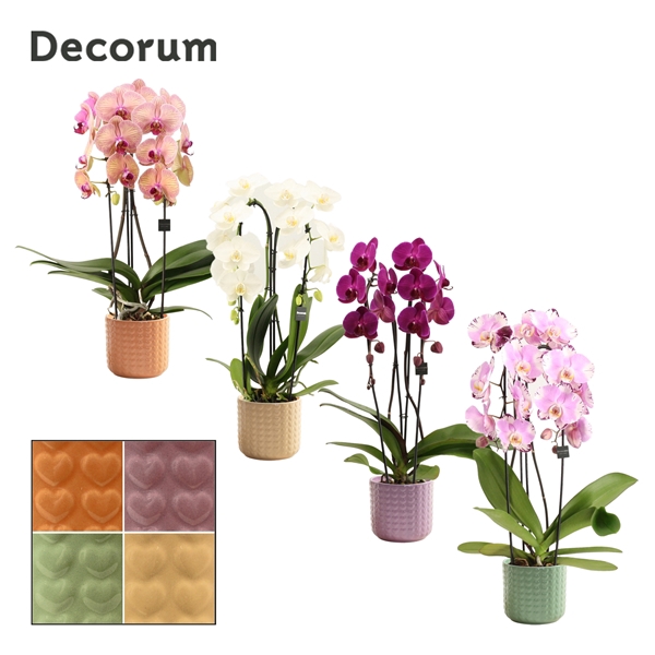 <h4>Phalaenopsis cascade 2 tak mix in Kaya (Craft world-collection)</h4>