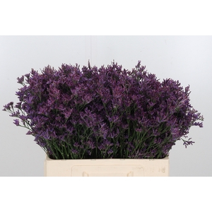 Lim Piuma Dark Blue