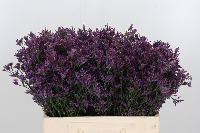 <h4>Lim Piuma Dark Blue</h4>