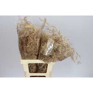 Asparagus Extra Veren Antique Gold