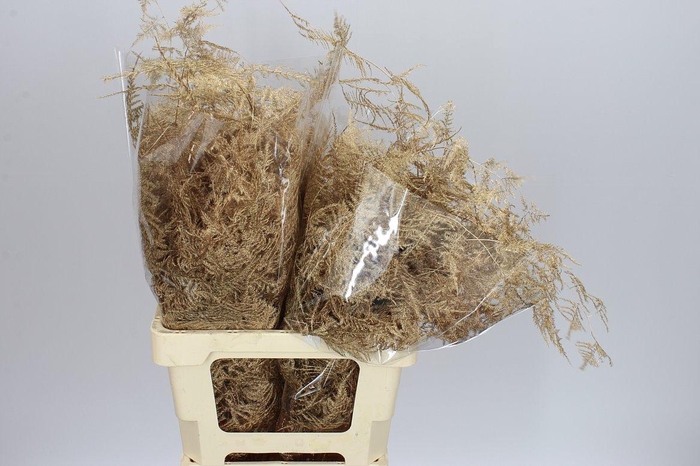 <h4>Asparagus Extra Veren Antique Gold</h4>