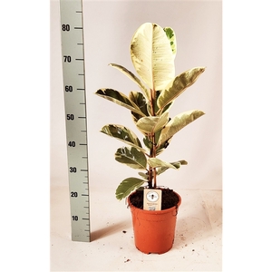 Ficus elastica Tineke 85cm