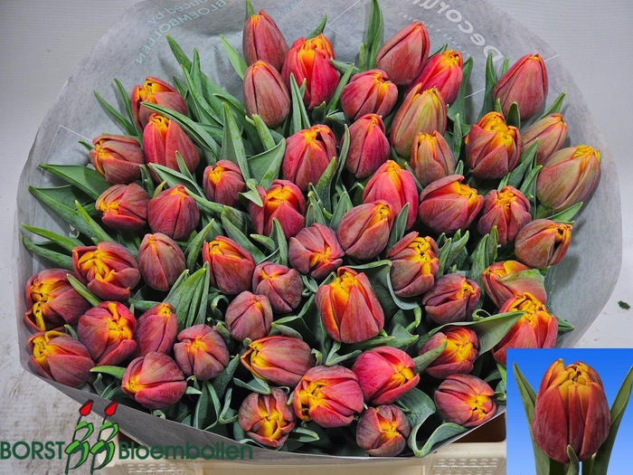 <h4>TU DU NYENRODE</h4>