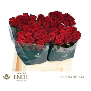 R Gr Red Naomi A2