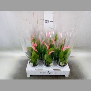 Anthurium andr. 'Lilli'